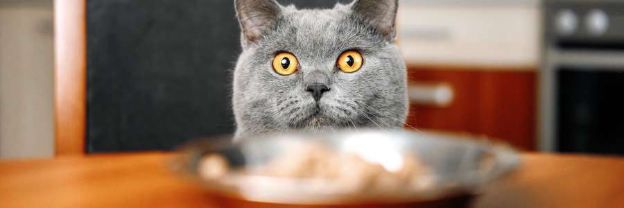 choose the best cat food without red dye