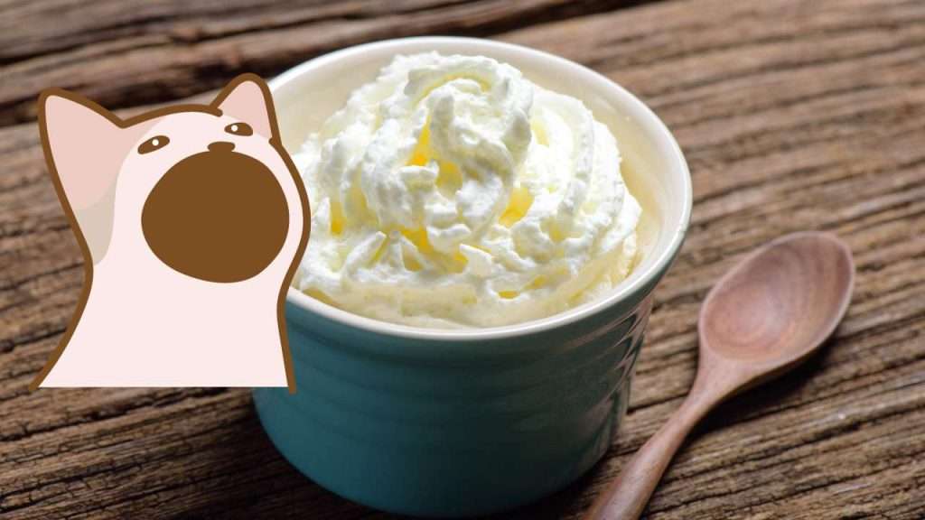 can cats have whipped cream