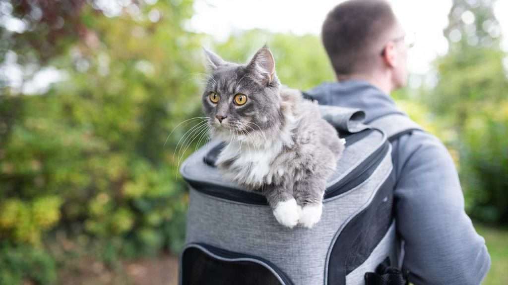 cat backpack