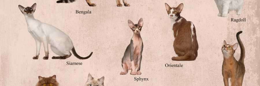 cat breeds