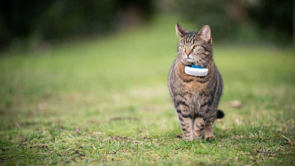 cat gps tracker
