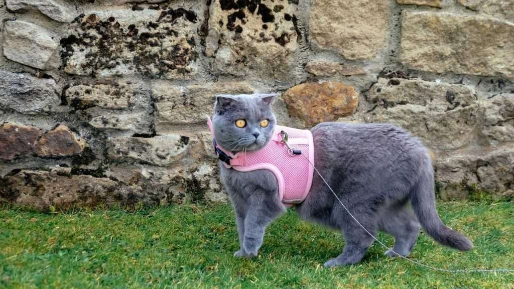 cat harness