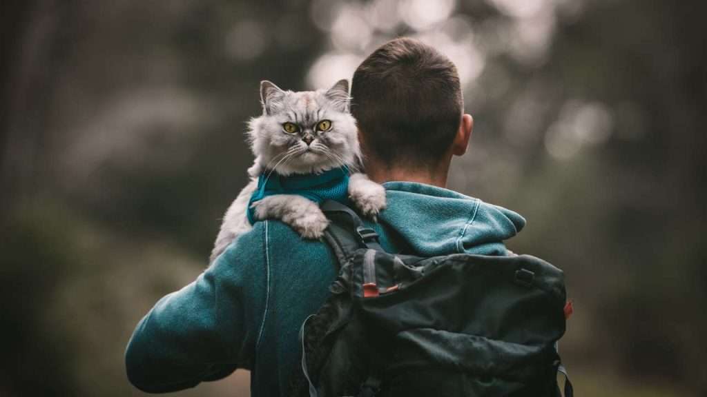 cat hiking gear