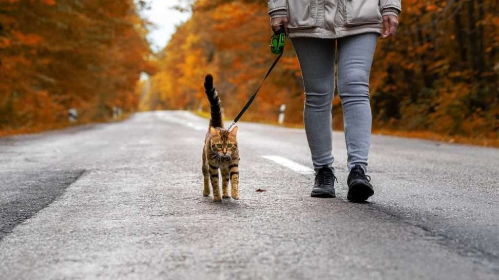 cat leash