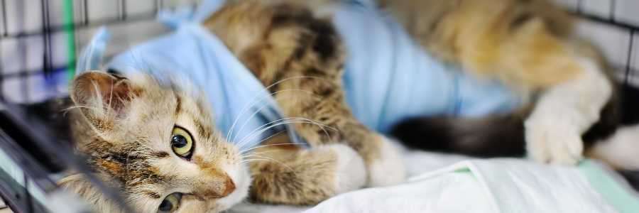 cat with health issues