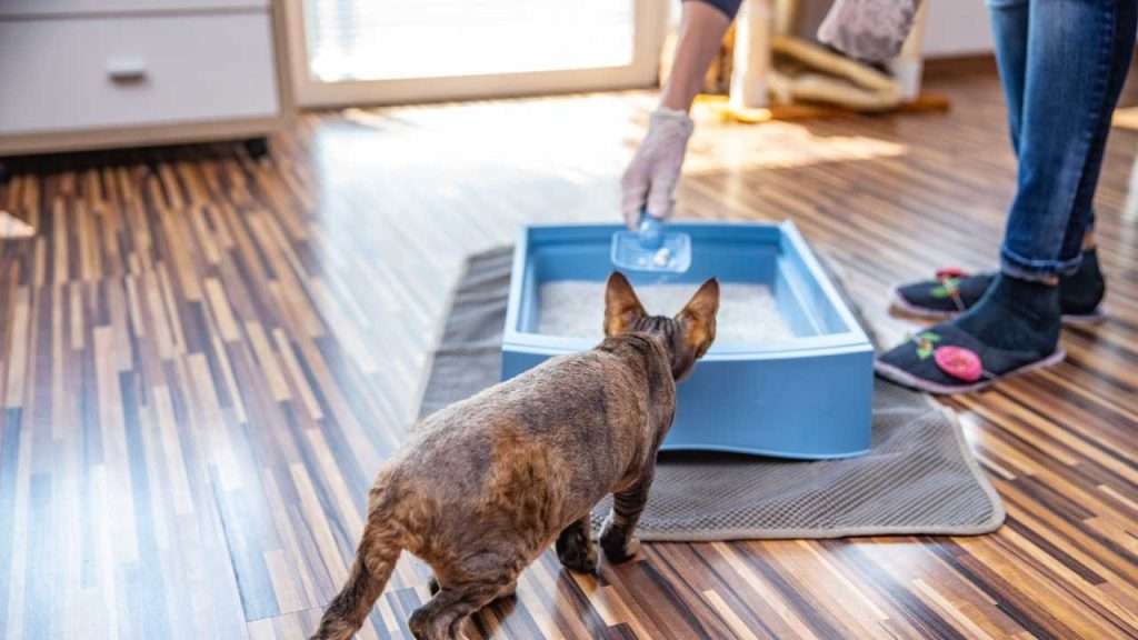 use crystal cat litter