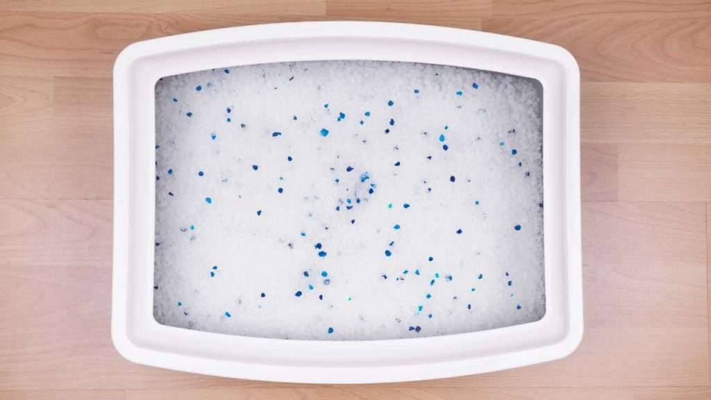 how to choose cat litter