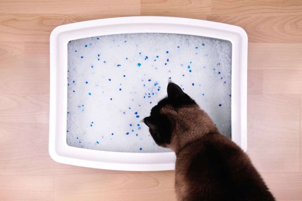 crystal cat litter brands
