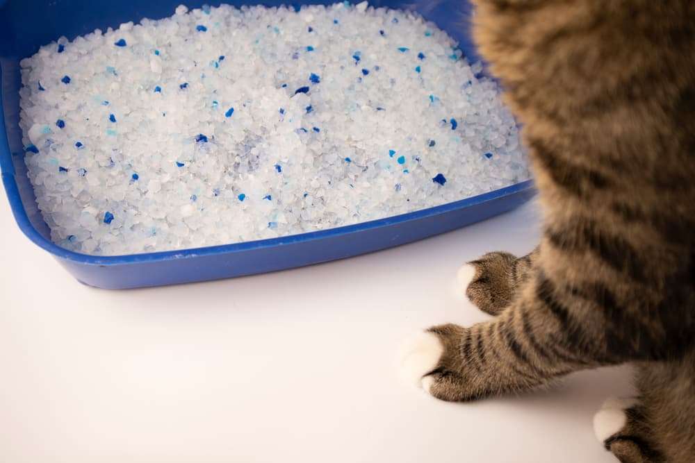 pros and cons of crystal cat litter
