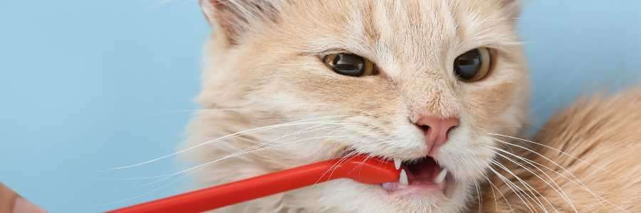 cat dental problems