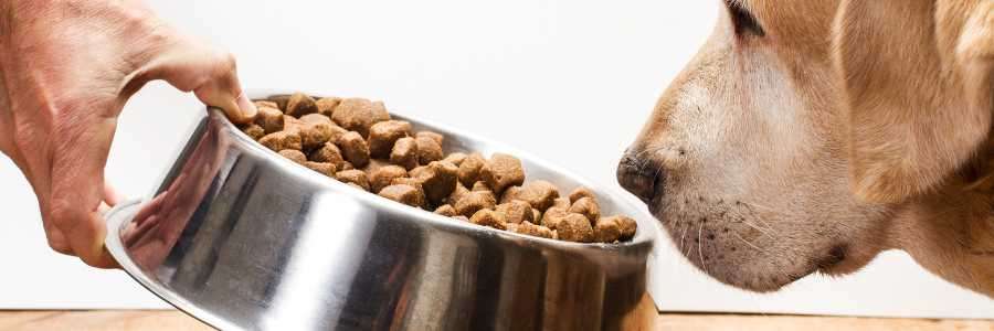 dog food