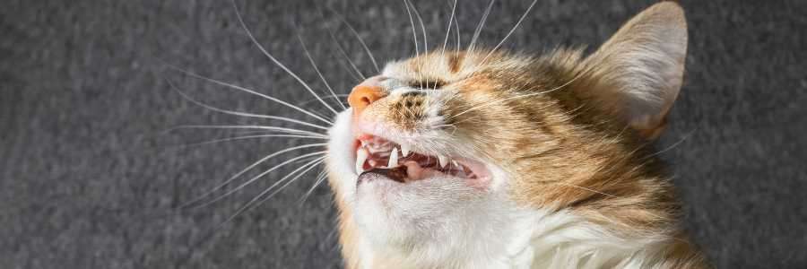 fungal infections sneeze