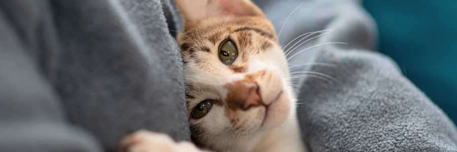 heartbeat connection