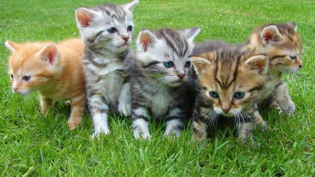 how long do cats live