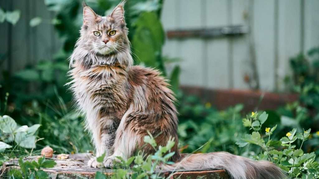 maine coon cat