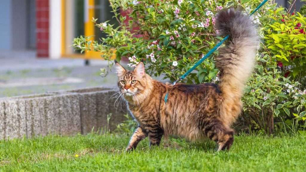maine coon cat appearance