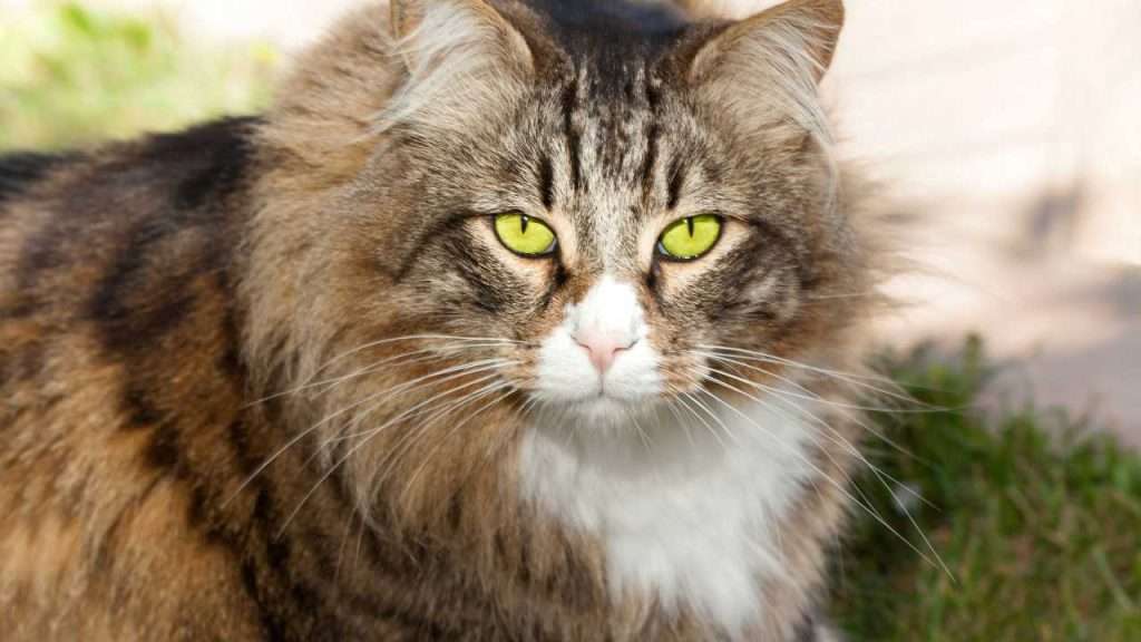maine coon cat face