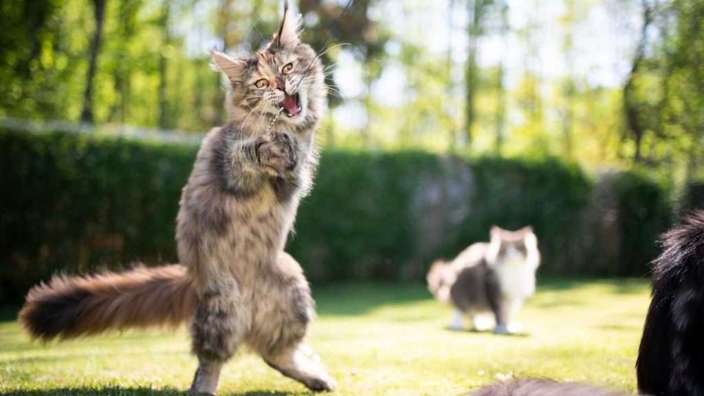maine coon cat personality