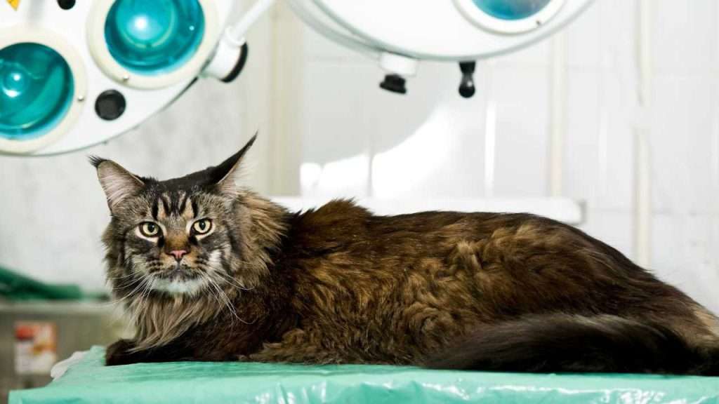 maine coon cat health issues