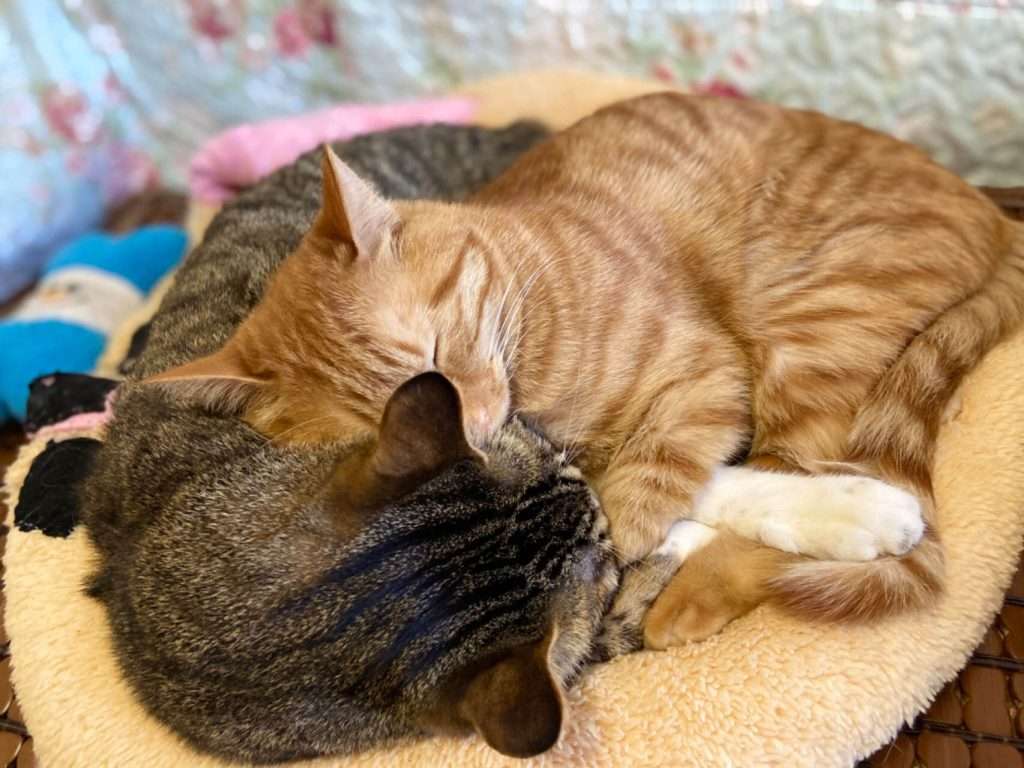 my cats sleep together