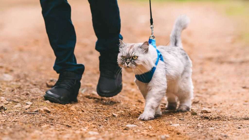tips for hiking with your cat