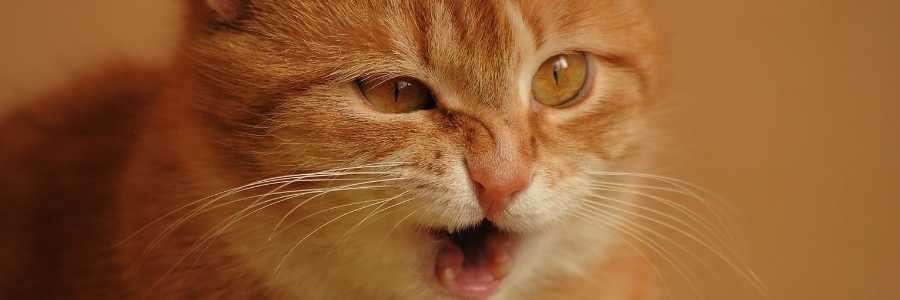 viral infection sneeze