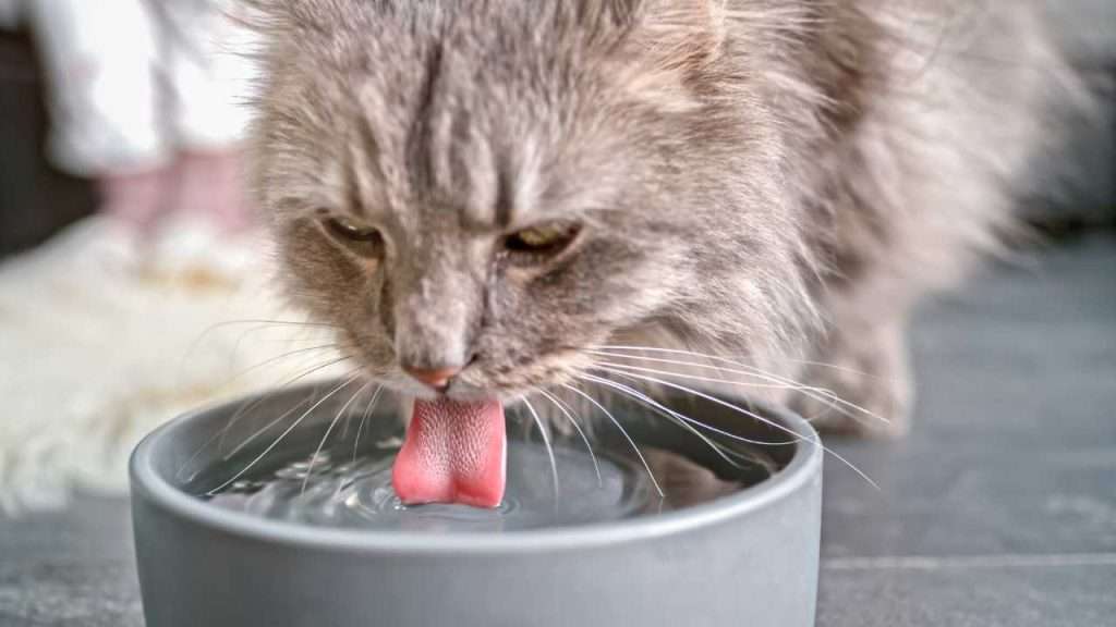 cat water supplies