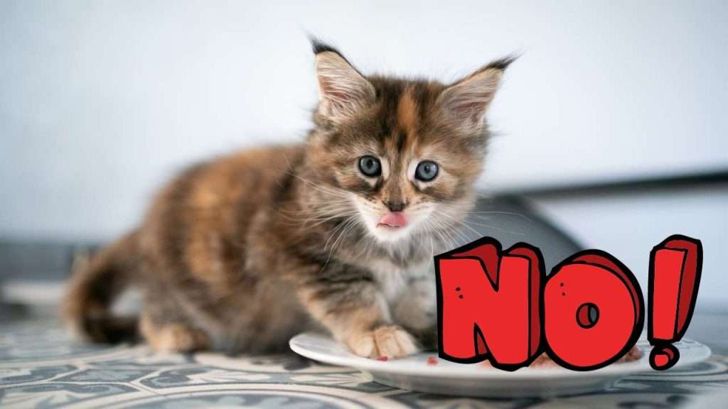 what can cats not eat