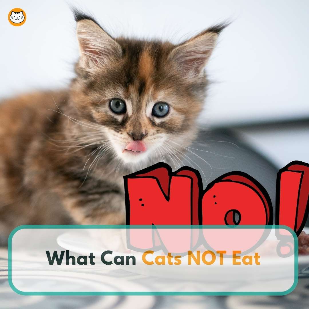 what cat cats not eat featured
