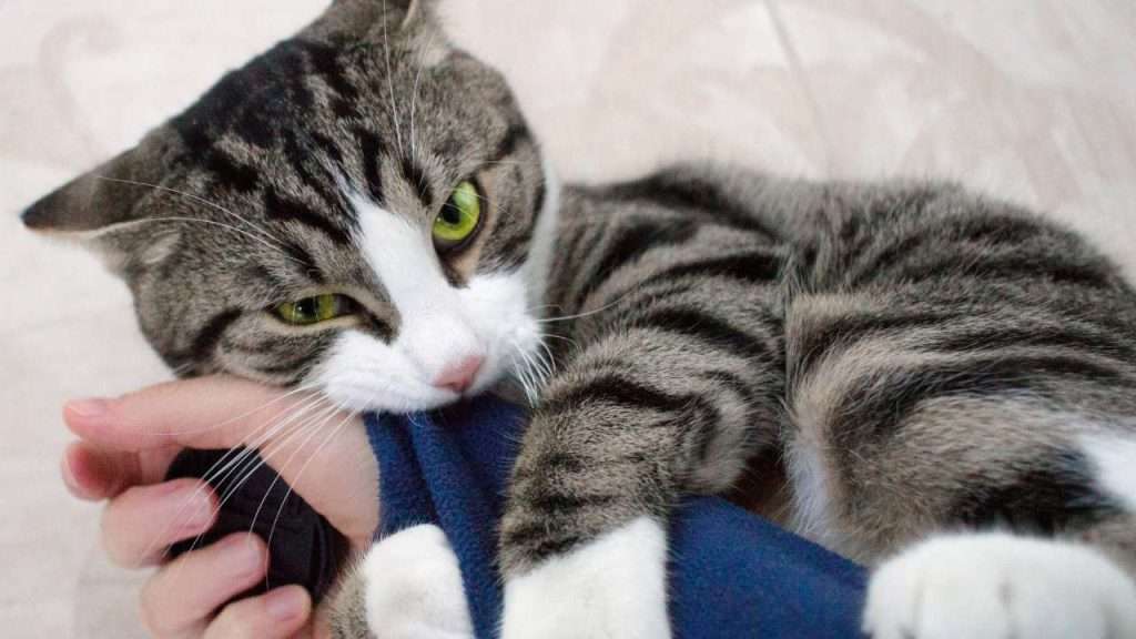 why does my cat hug my arm and bite me