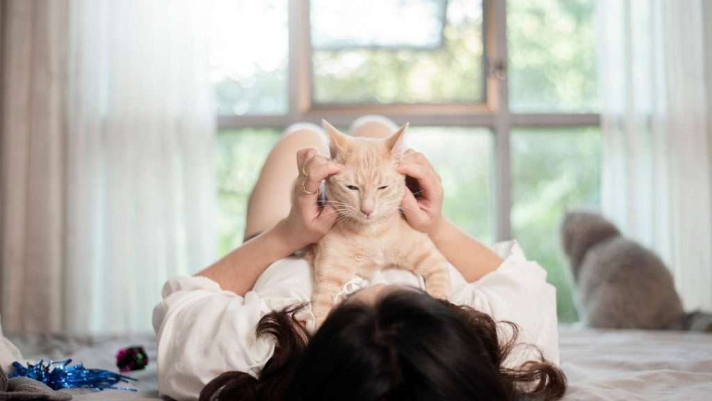 why does my cat lay on my chest