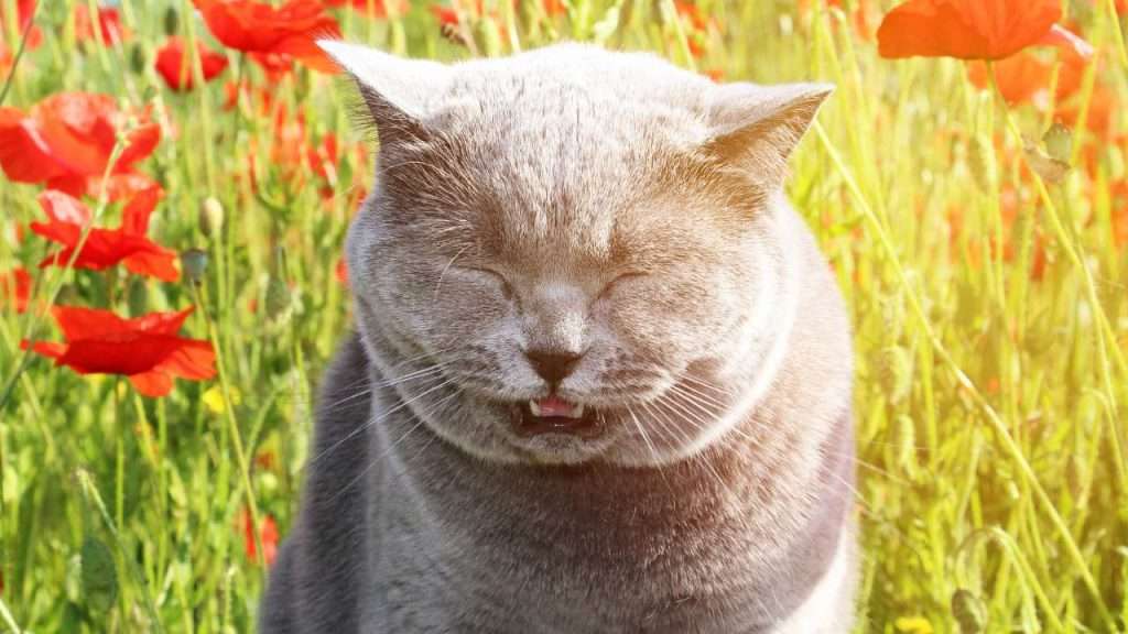 why is my cat sneezing