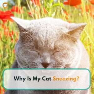 why is my cat sneezing featured