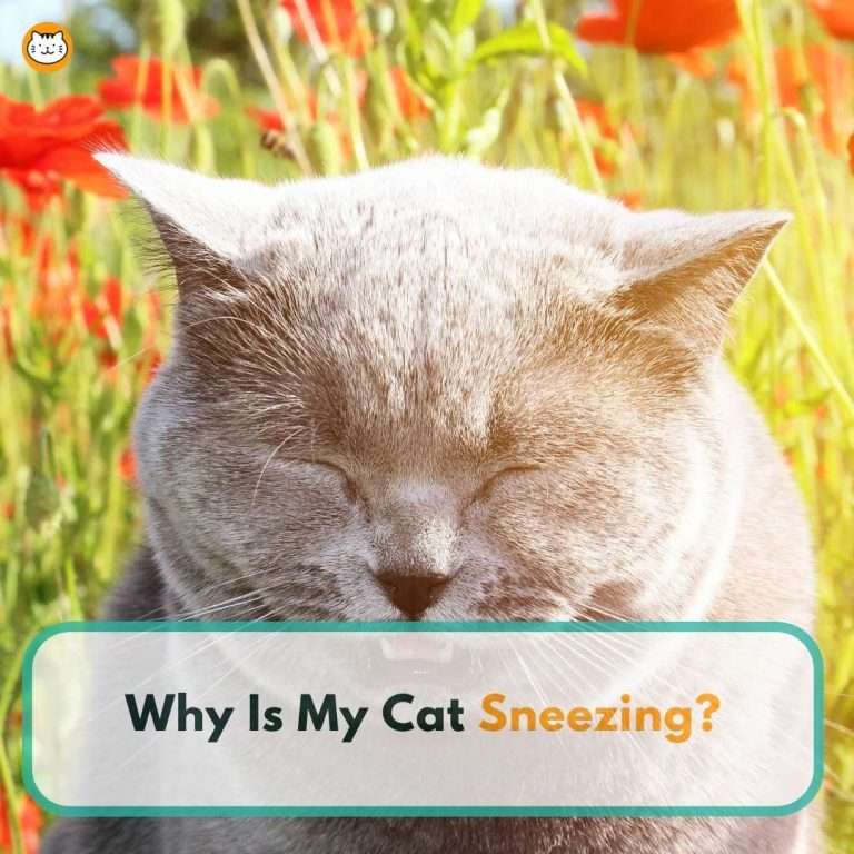 why is my cat sneezing featured