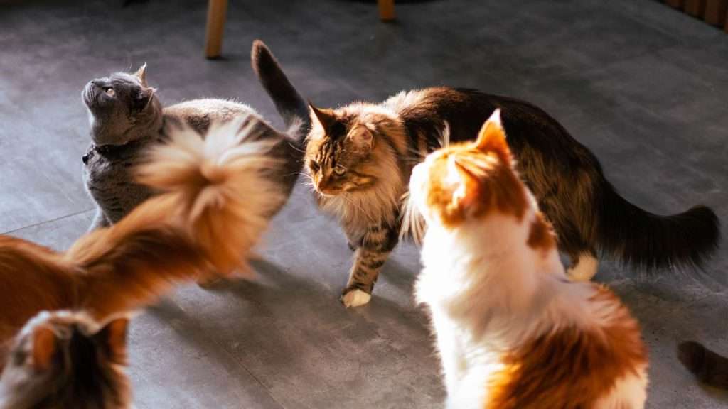 best cat food by breeds