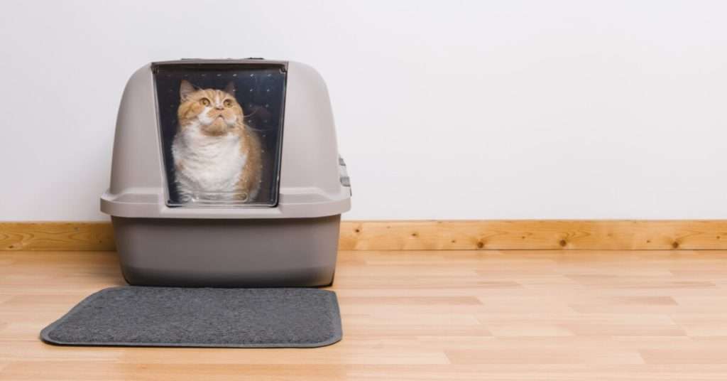 best cat food for constipation