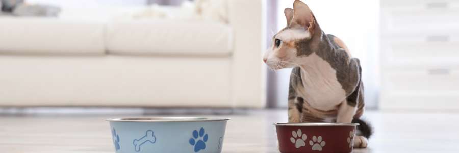 best cat food for sphynx