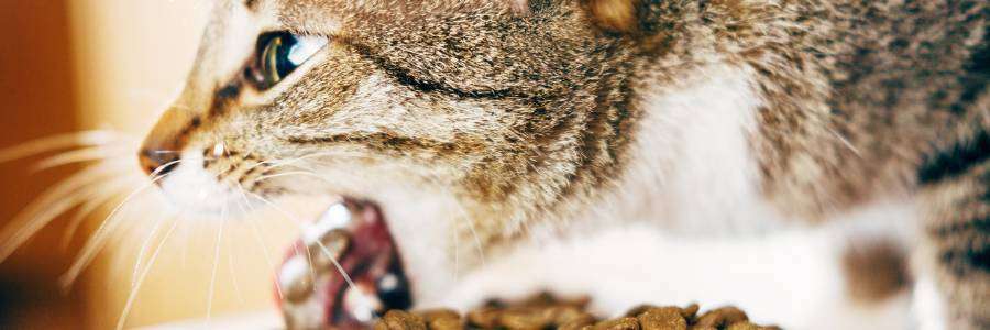 best cat food to prevent vomiting