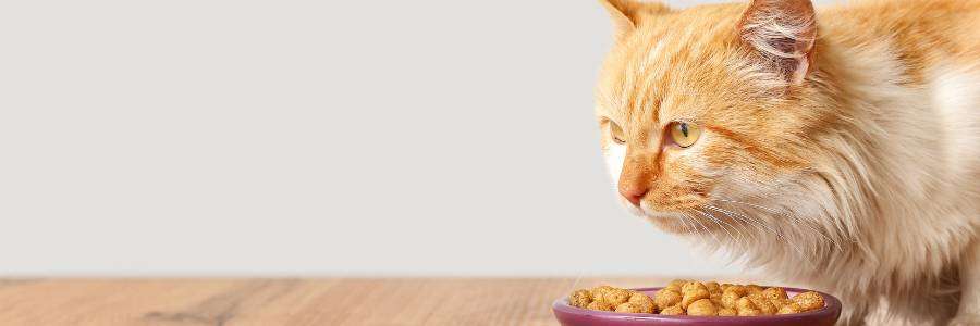 introduce new cat food