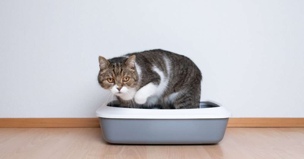 best tofu cat litter