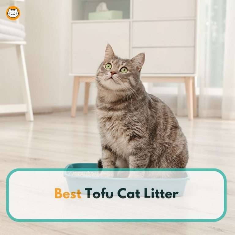 best tofu cat litter