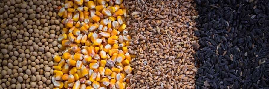 corn, wheat and soy