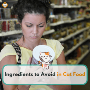 ingredients to avoid in cat food featured image