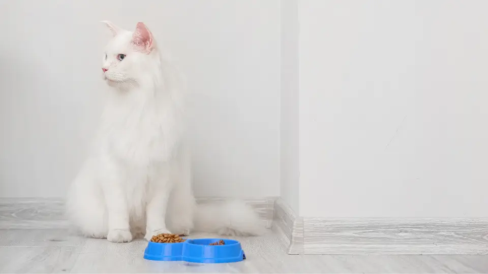 best cat food for maine coon