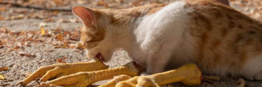 chicken meal in pet food