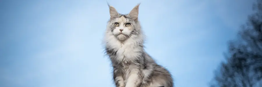 choose cat food for maine coon cats